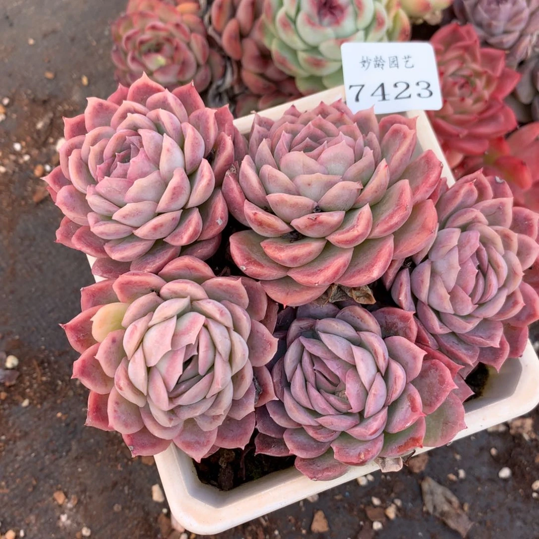 7423新年快乐发发发