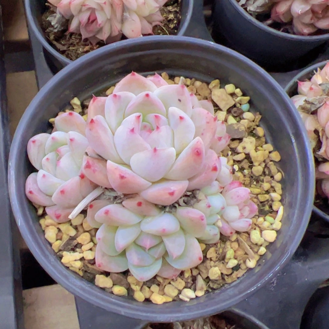 格*阿尔巴杂，多肉植物