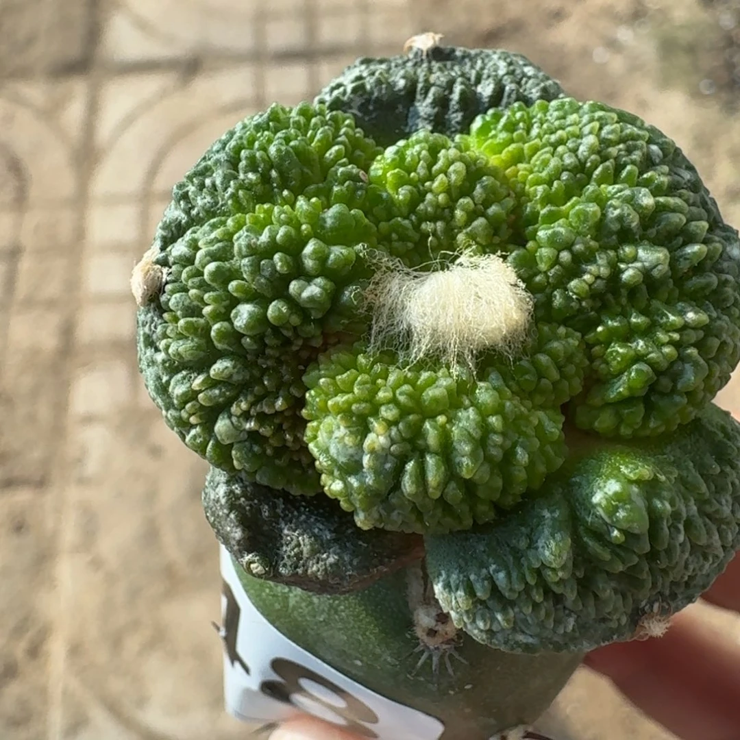 【闪购商品】莲*大尤哥怒648