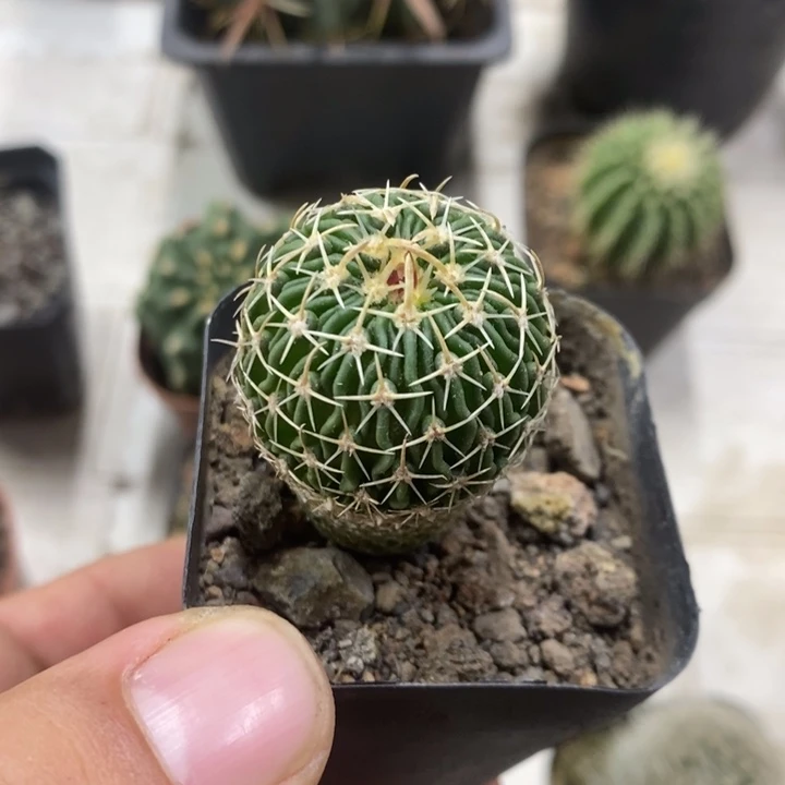 实生太刀岚特价福利