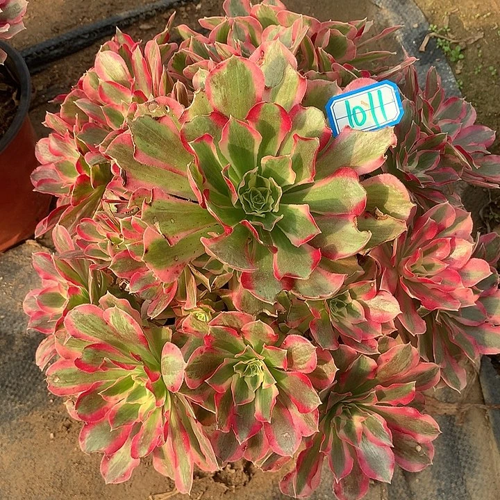 多肉植物叶罗刹1011