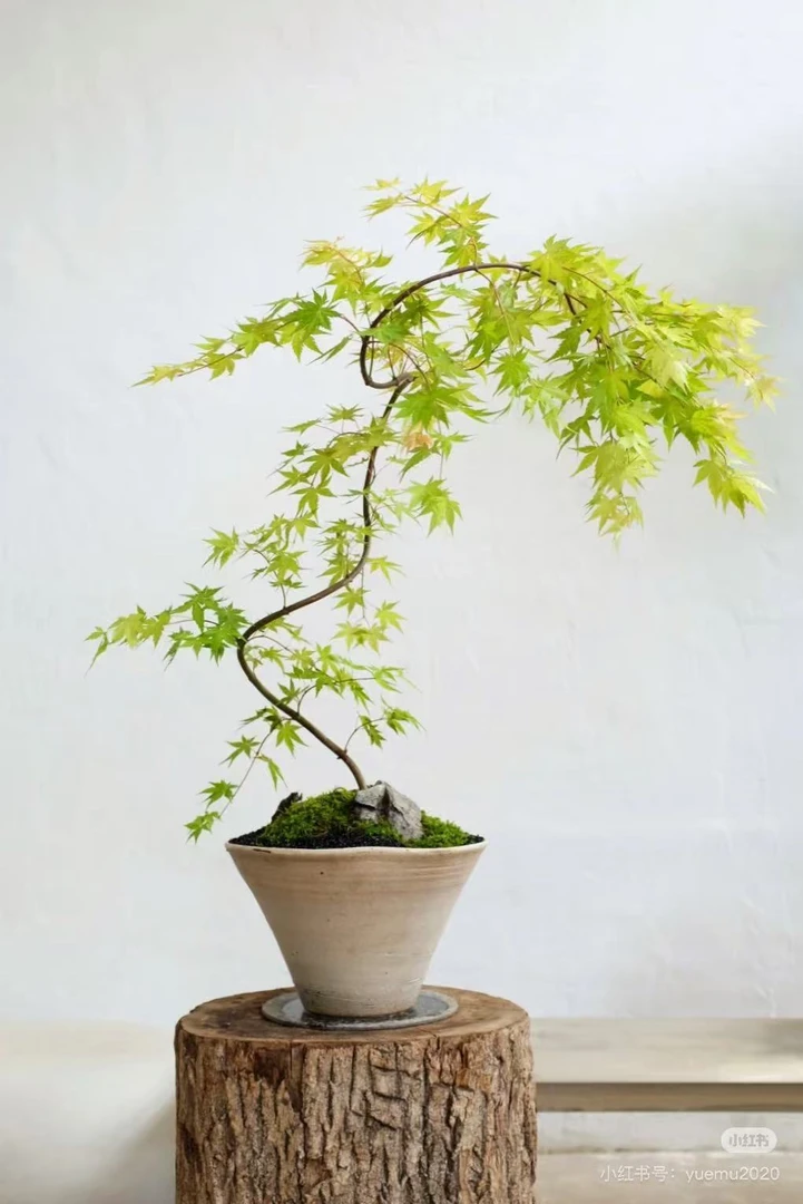 黄金流泉枫盆景观叶赏花垂枝造型，适用茶室，办公室，客厅，书房等