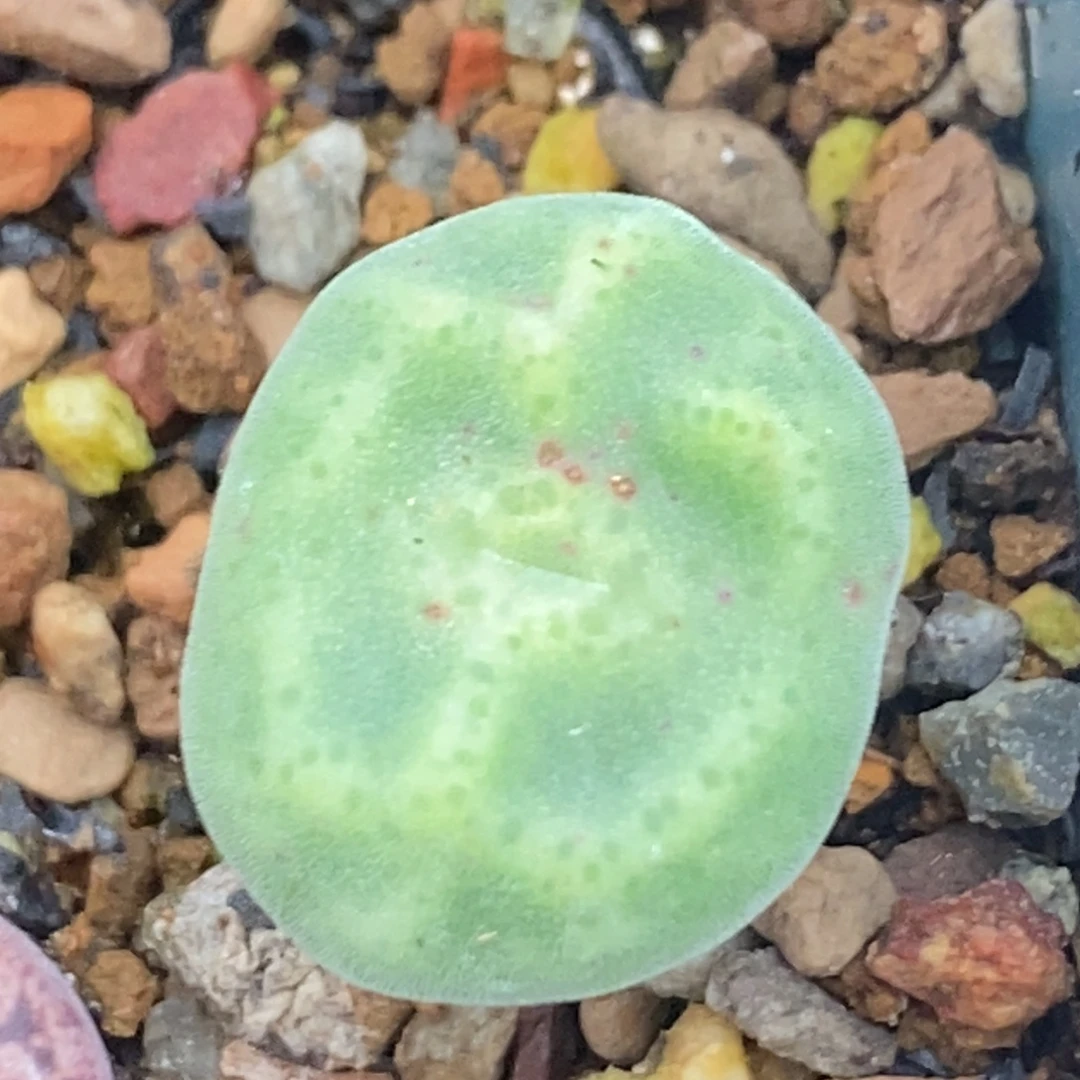 不***猫一颗可爱的鬼脸绿豆糕福利