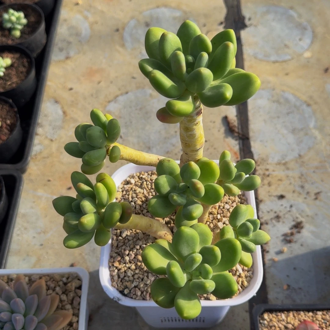 潘多拉 7头  一物一拍