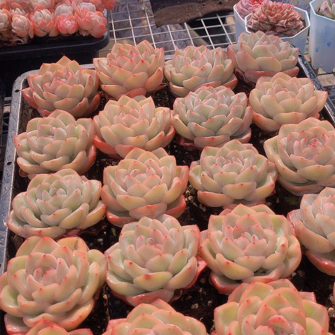 泡芙24567899000000