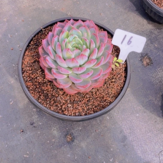 16号红鸾多肉植物，