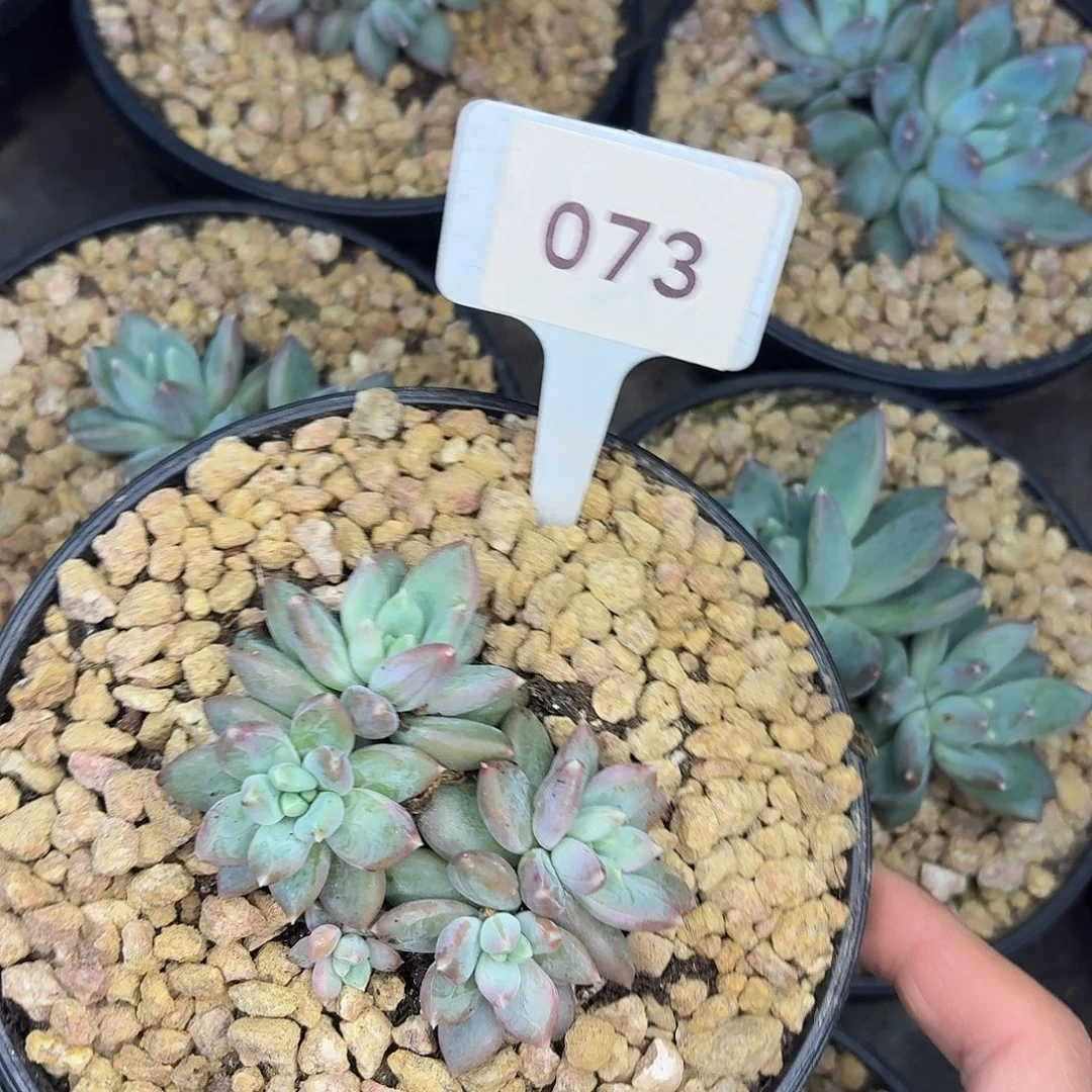 索菲亚999999999999999