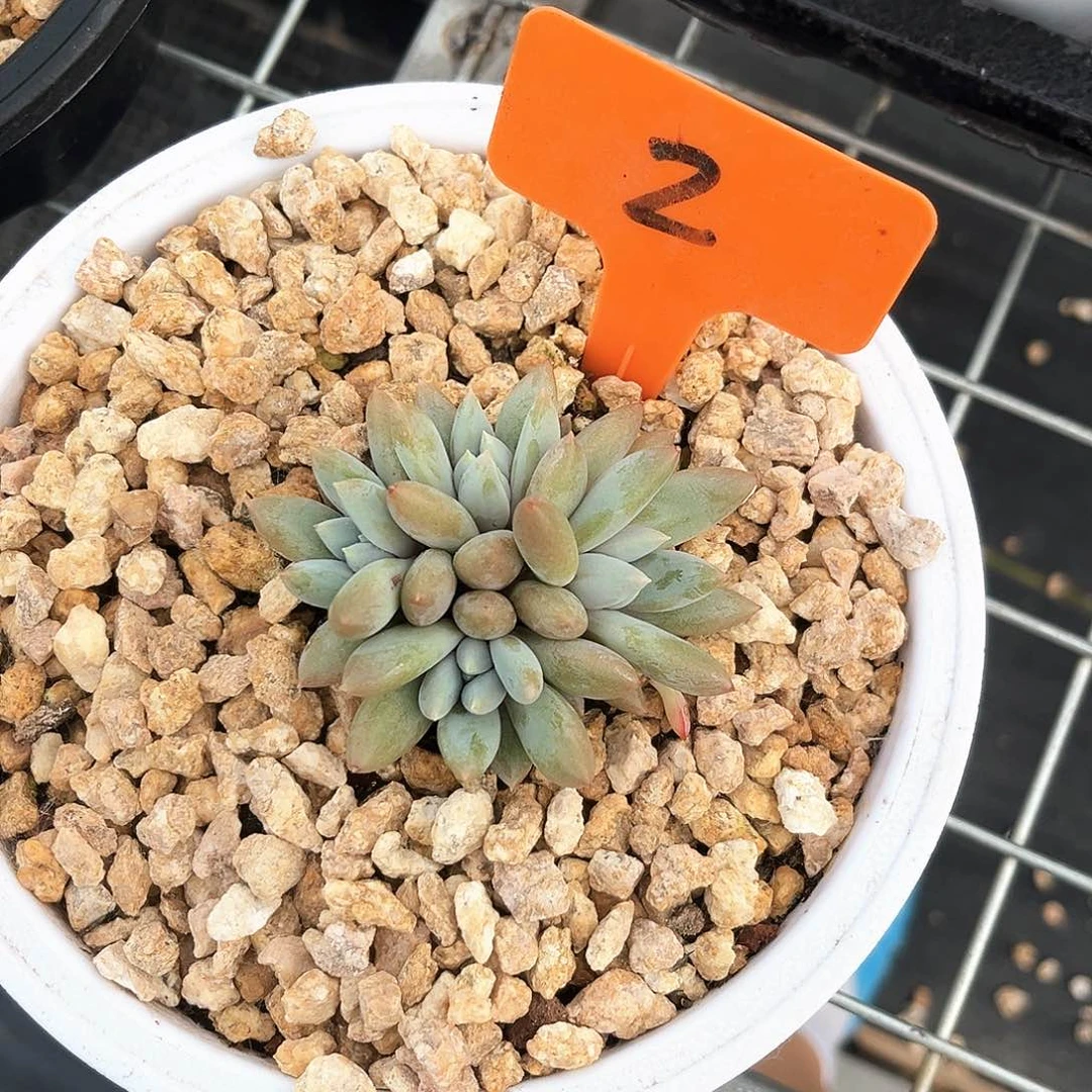 胖哥特2号码牌子的话