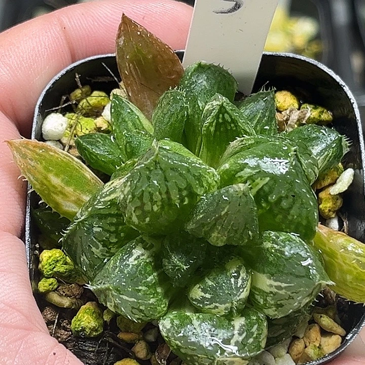 3三头宝莲灯玉露锦