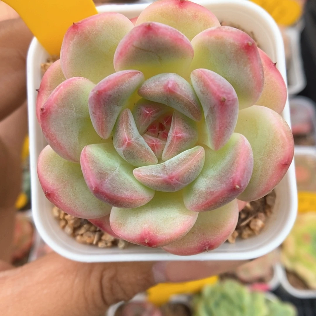 蜜糖甜心可拍217号