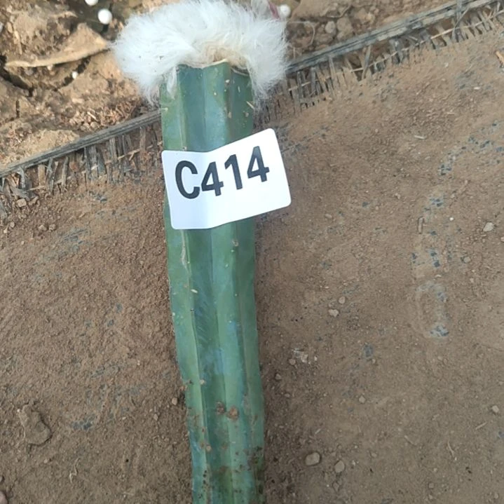 青****?老乐缀化1个414