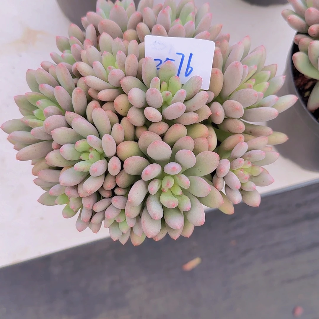 微****2576美人杂多肉植物