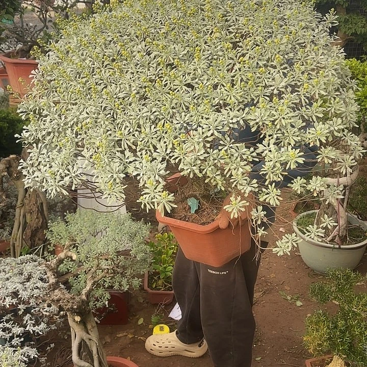 不***恋无花朵哈哈哈哈哈哈