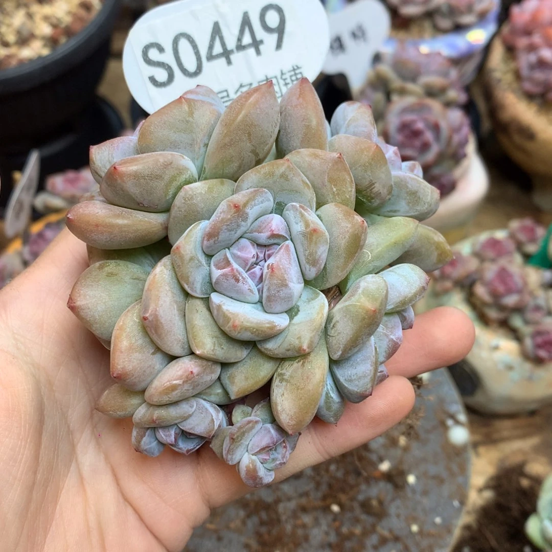 A***-S0449 a 专拍突尼斯