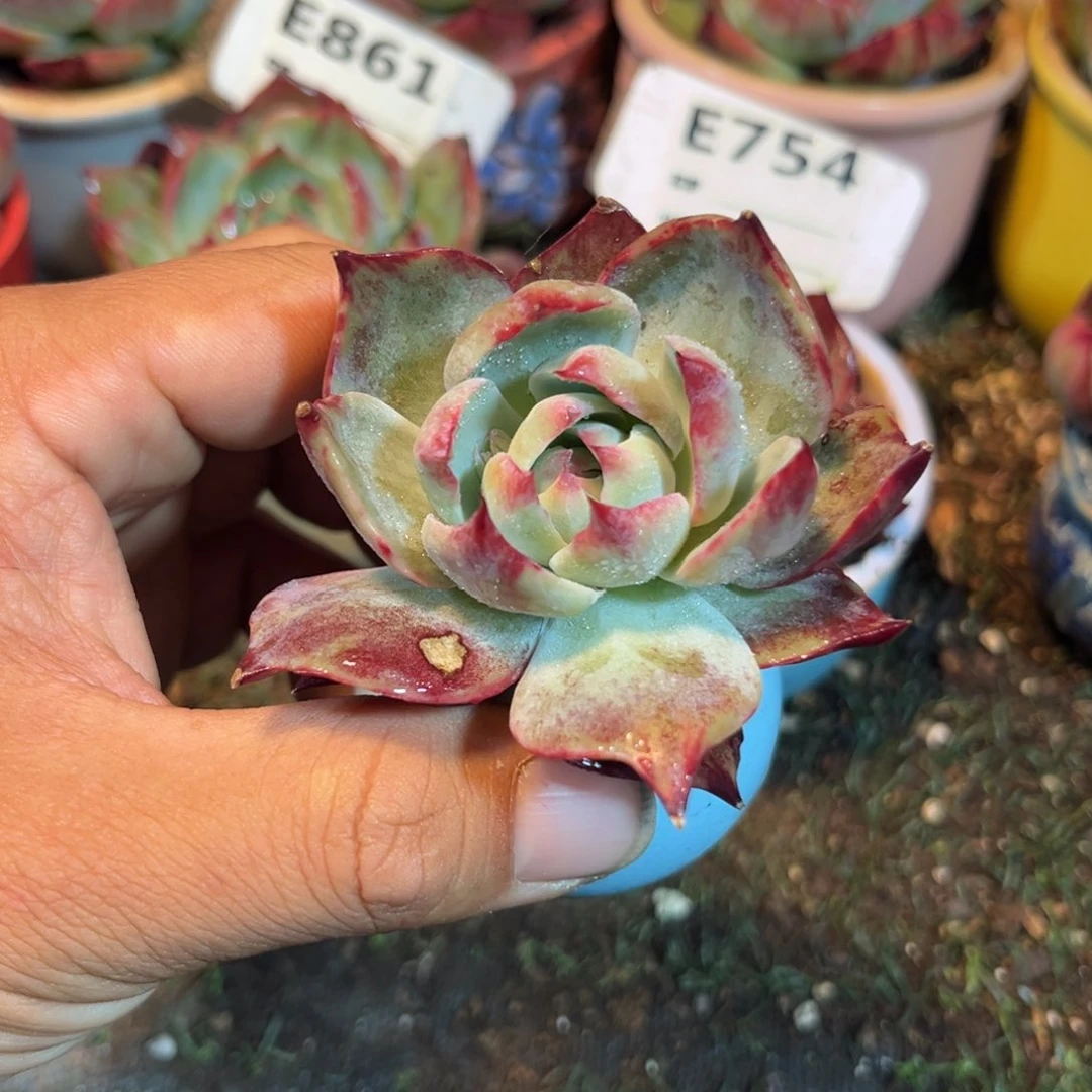 惊鸿一瞥多肉植物的