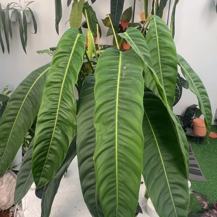 不开花植物双头原种PP蔓绿绒