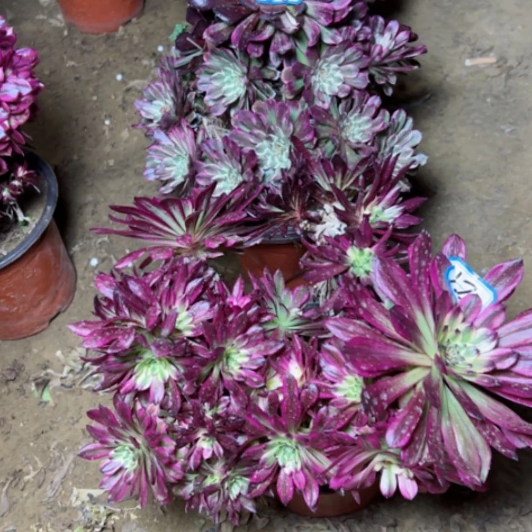 【闪购商品】大**荣多肉植物处理不售后56