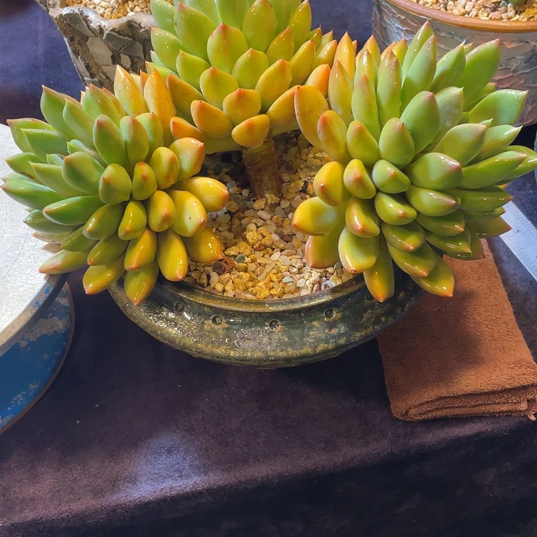 @****喵多肉植物带盆物流