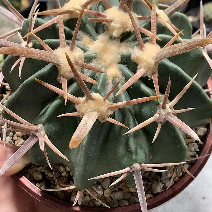 懵***?553哈哈哈哈哈哈哈，