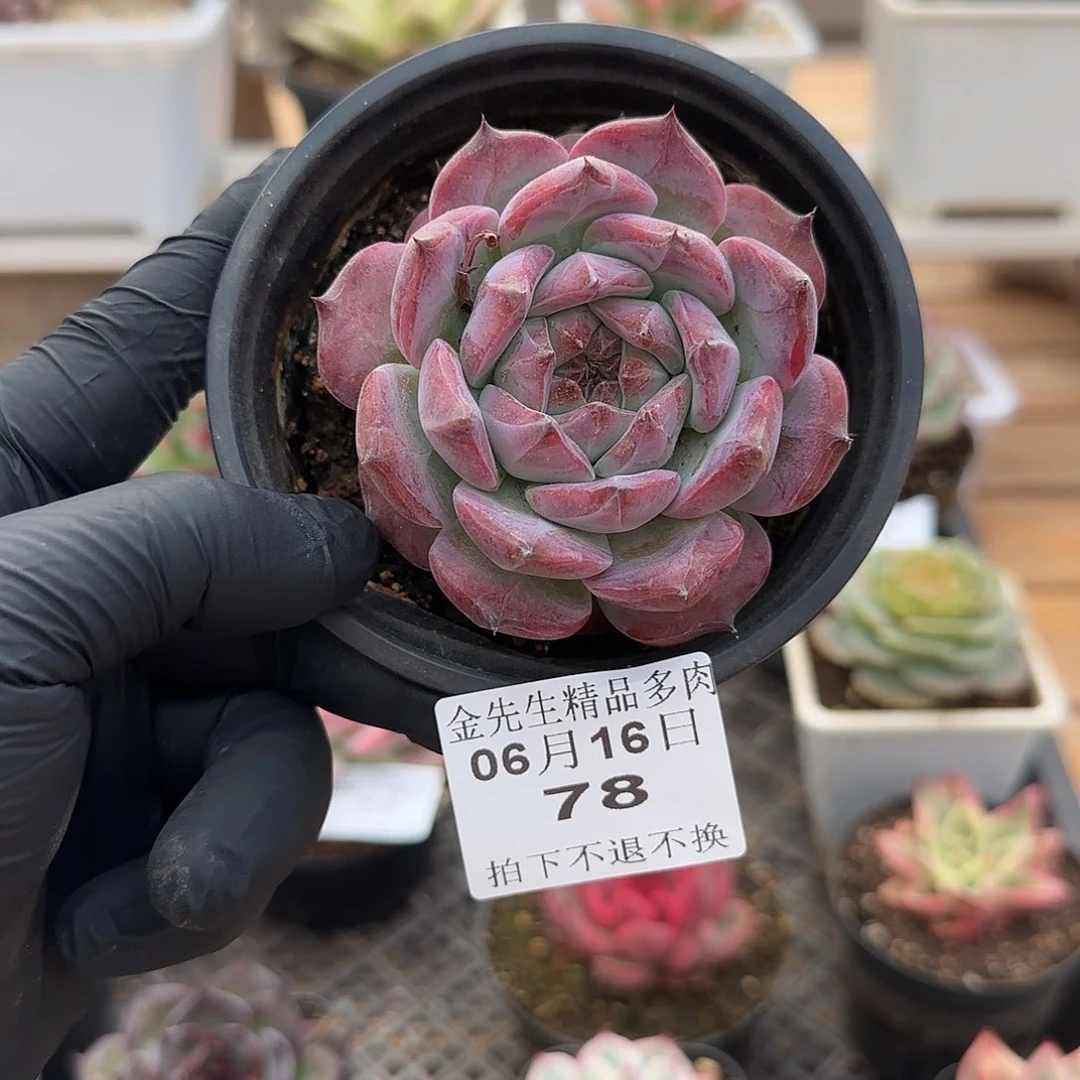 0616-78紫卡单头