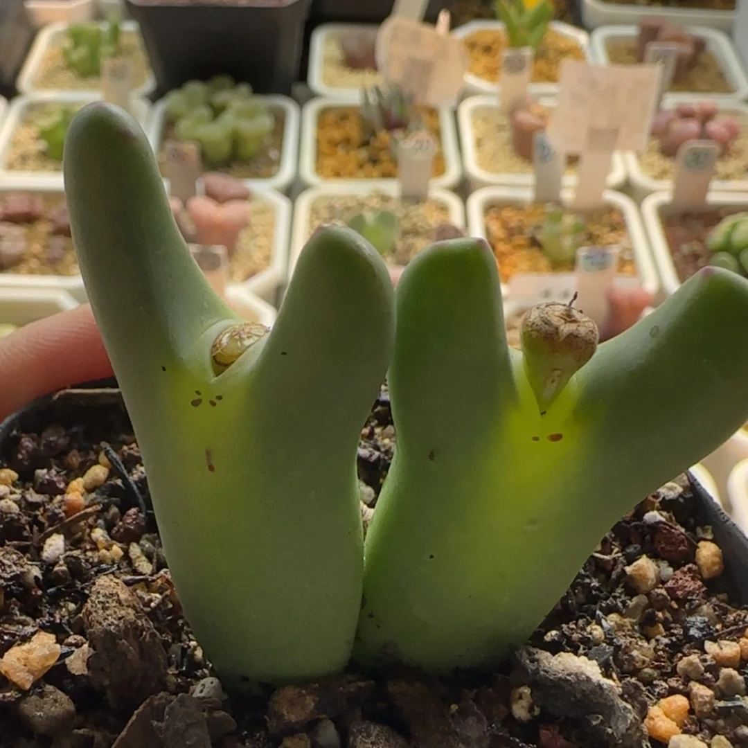 【闪购商品】1187将福利