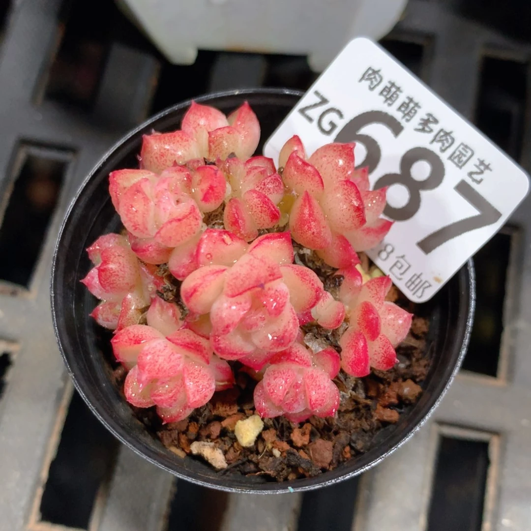 5CM拇指盆精控多肉ZG687