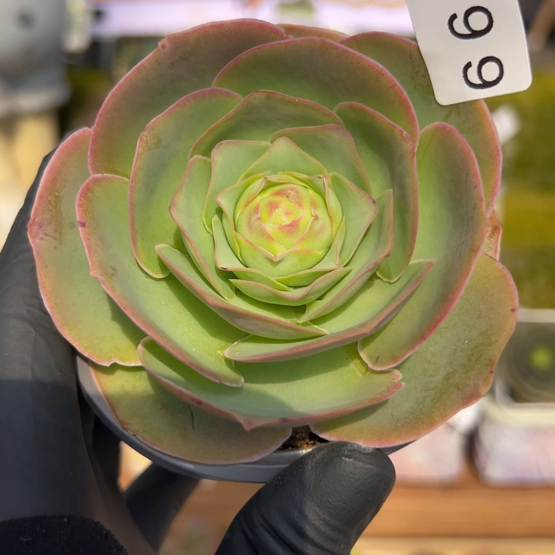 方***661优选帕系套7.5厘米