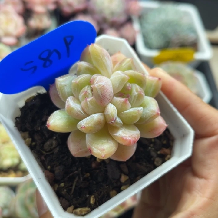 玄机珍妮双头5819