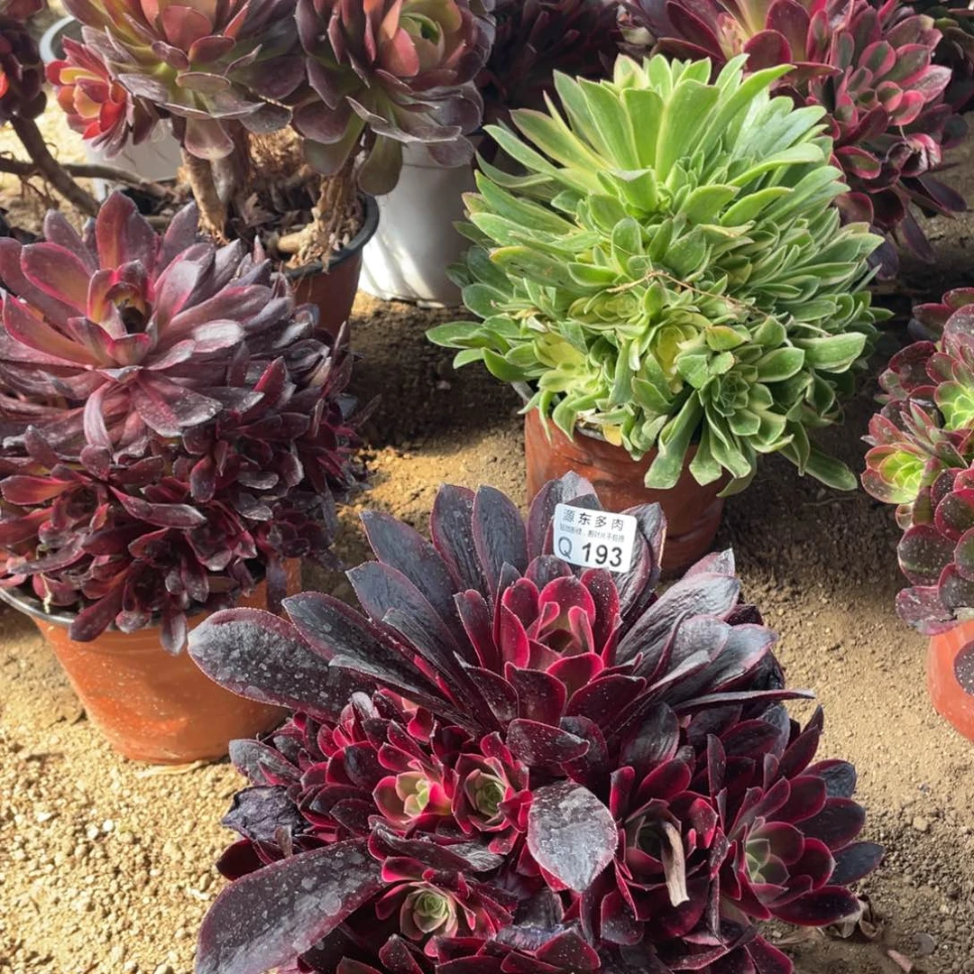 193凤冠多肉法师断枝不包