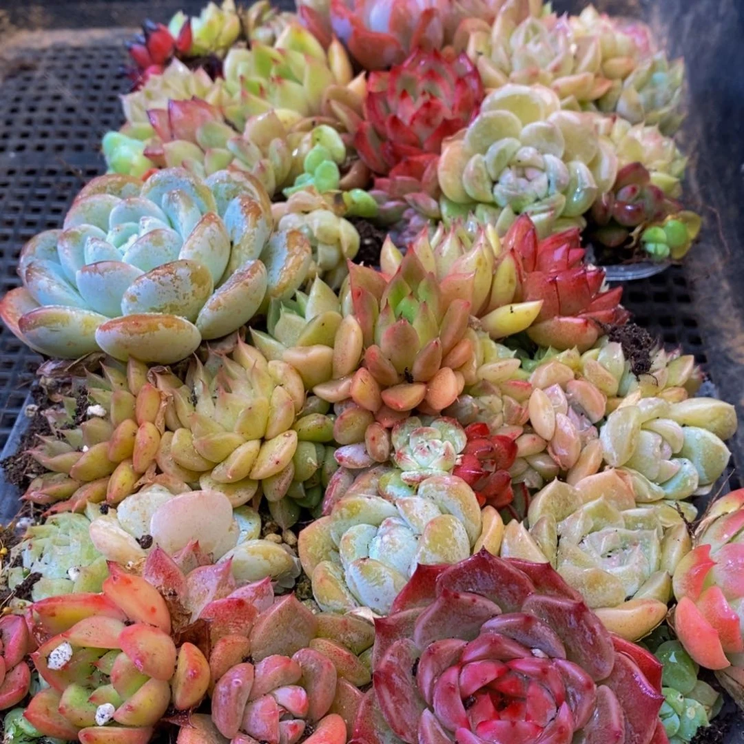 667多肉植物保护研究所所长