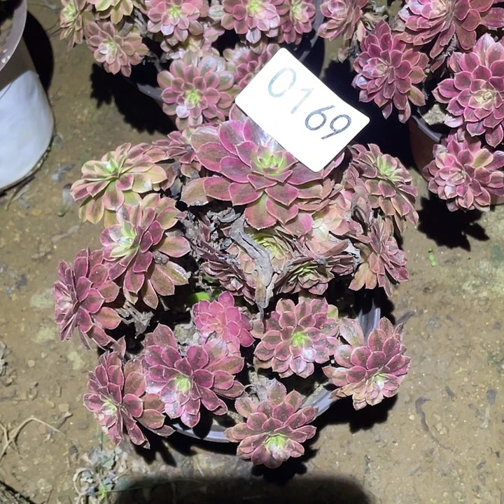 多肉植物法师169黑铜白
