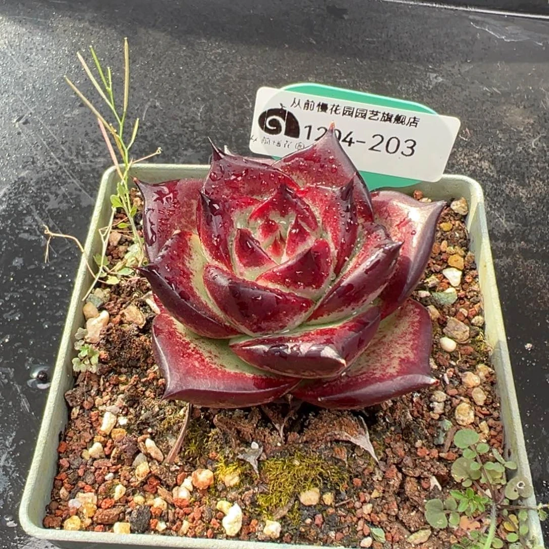 从前慢花园多肉编号1204-203