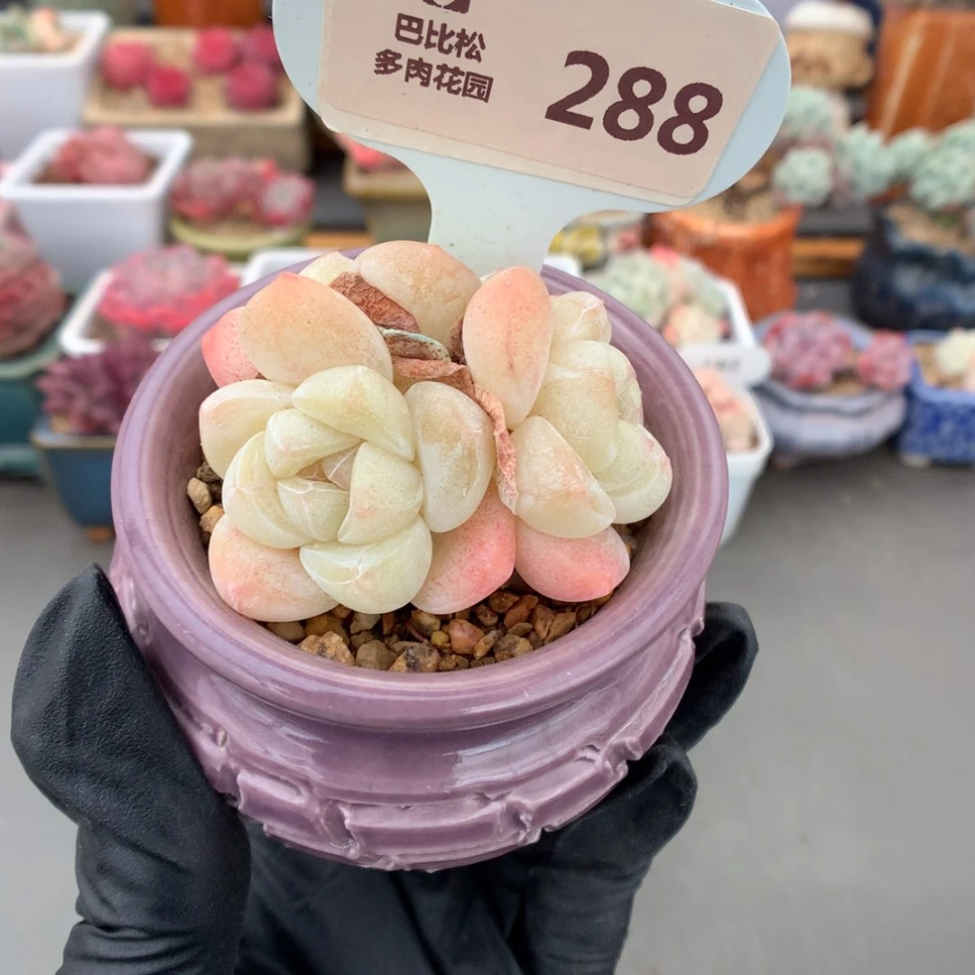 288 粉透冰玉多肉