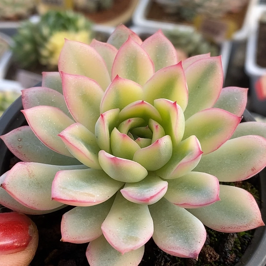 037雨燕座我哈哈哈哈哈