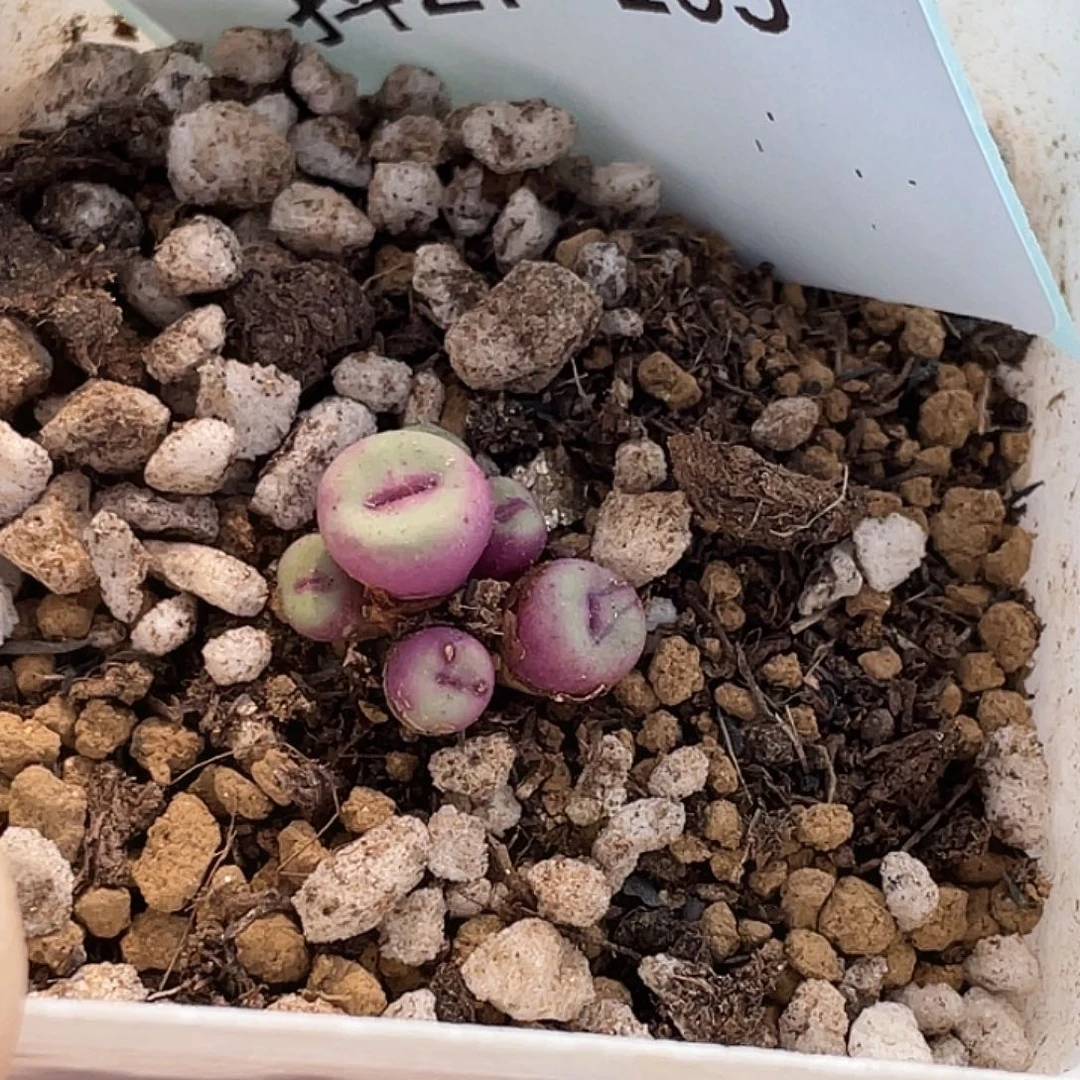 27-105贝特芬嘴多肉植物