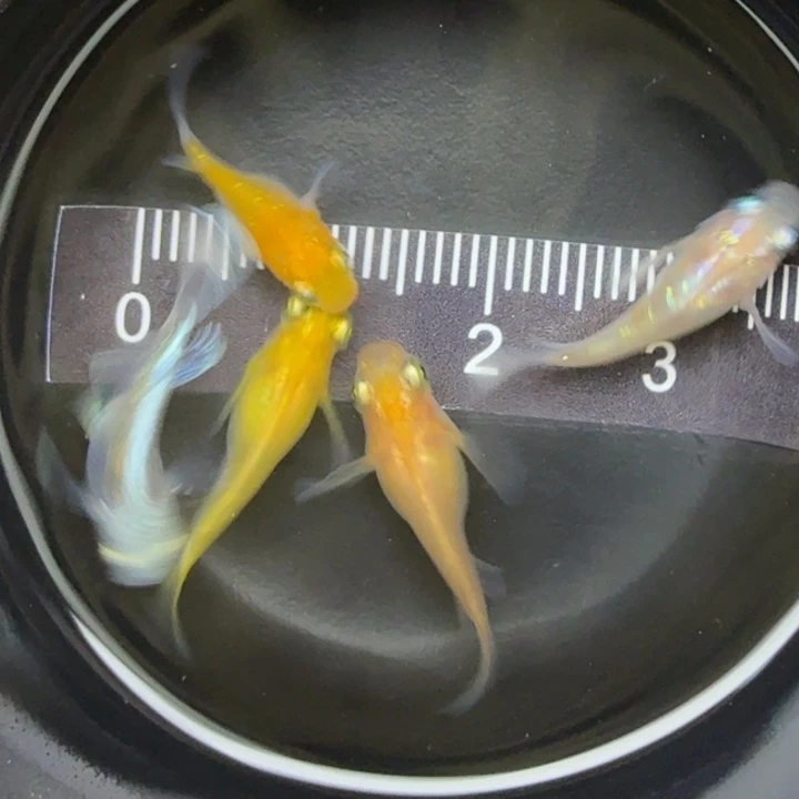 青鳉鱼混搭球球45号