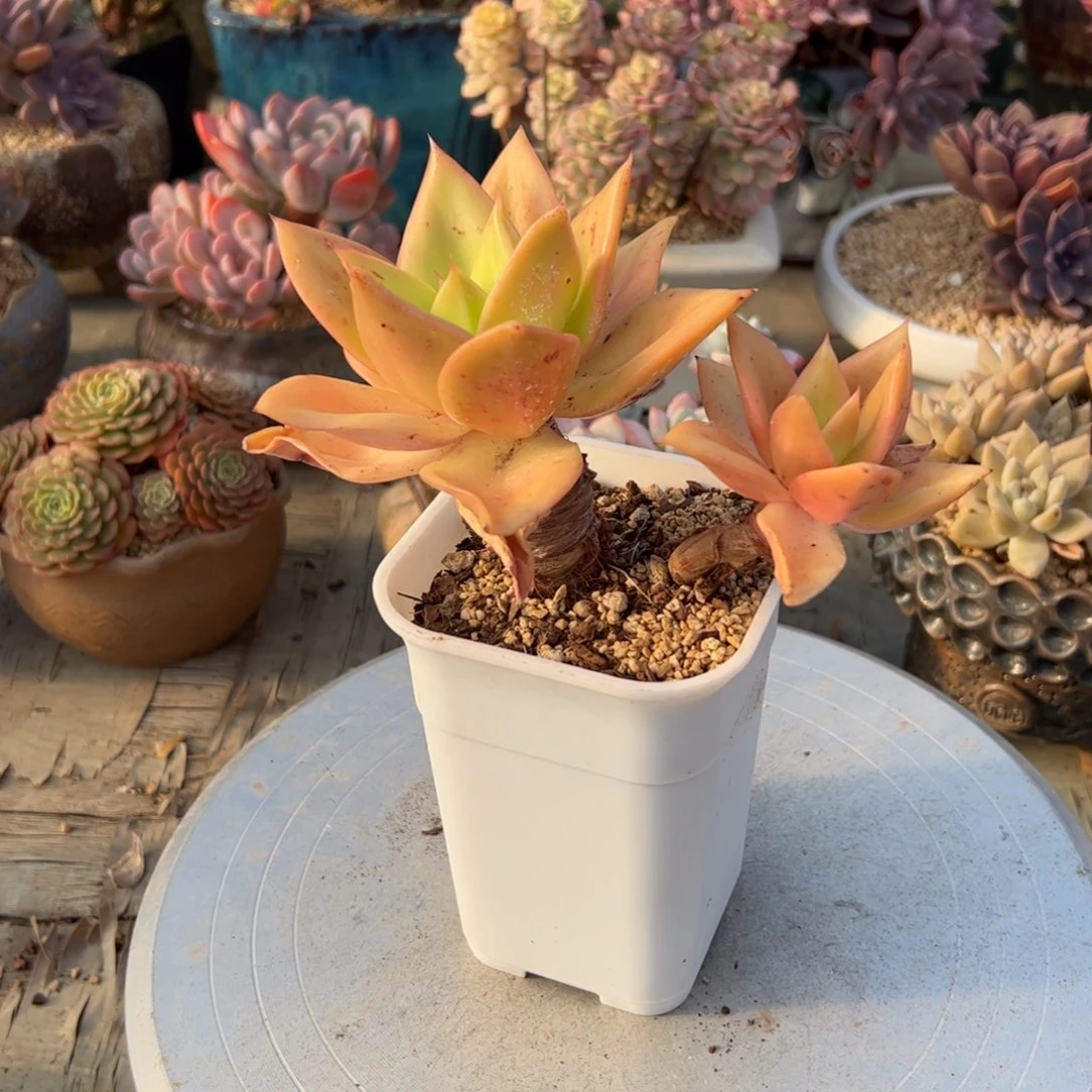 腾云28 零零多肉植物