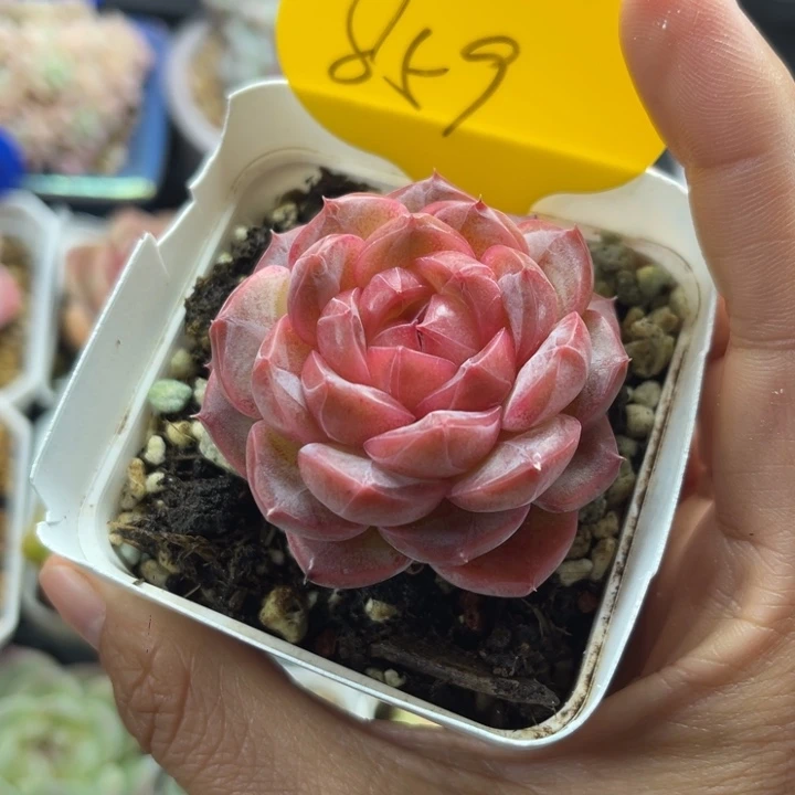 粉油透珍妮单头859