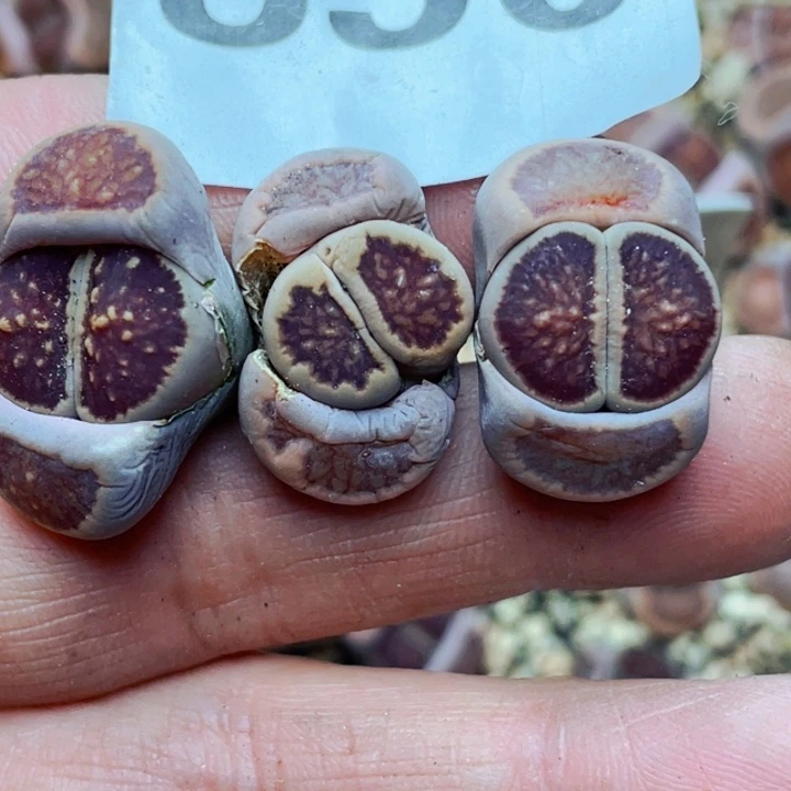 笑**开850红窗菊lllllllllll 