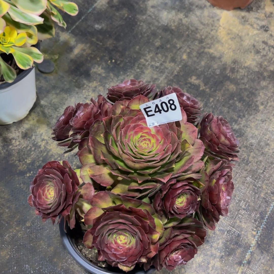 【闪购商品】40800