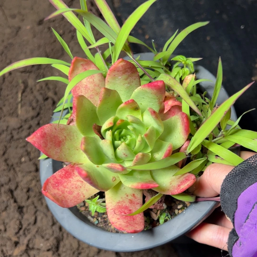 3532坎代哈哈哈哈哈哈