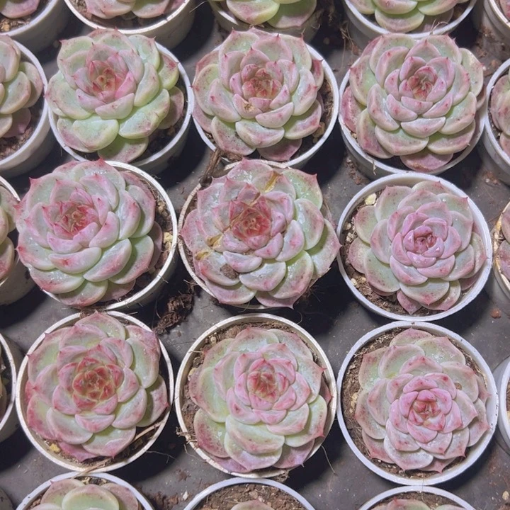 韩版天鹅绒精品多肉