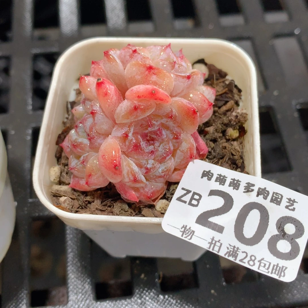 肉萌萌拇指盆精控多肉ZB208