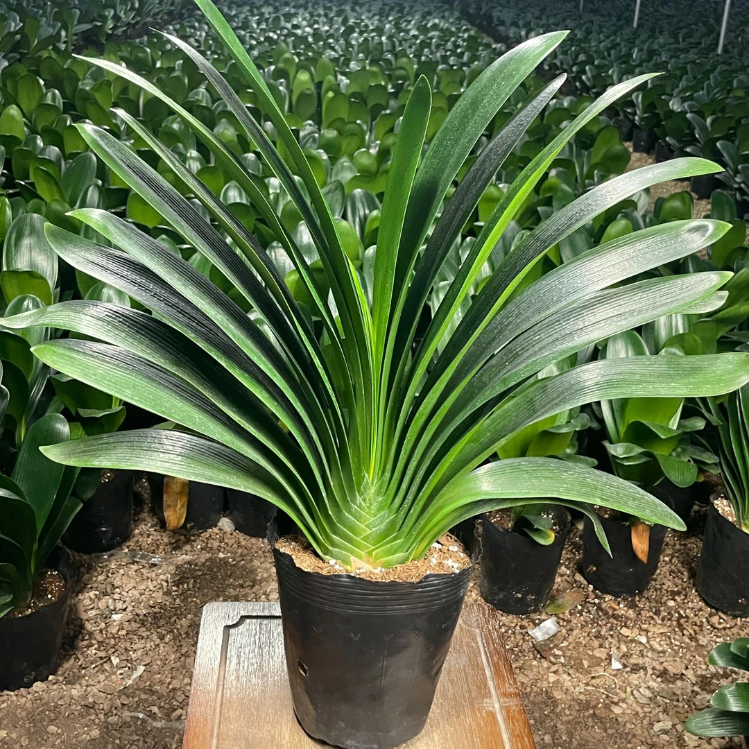 【冬季开花】君子兰大型绿植花卉盆栽室内好养办公室客厅家居老桩