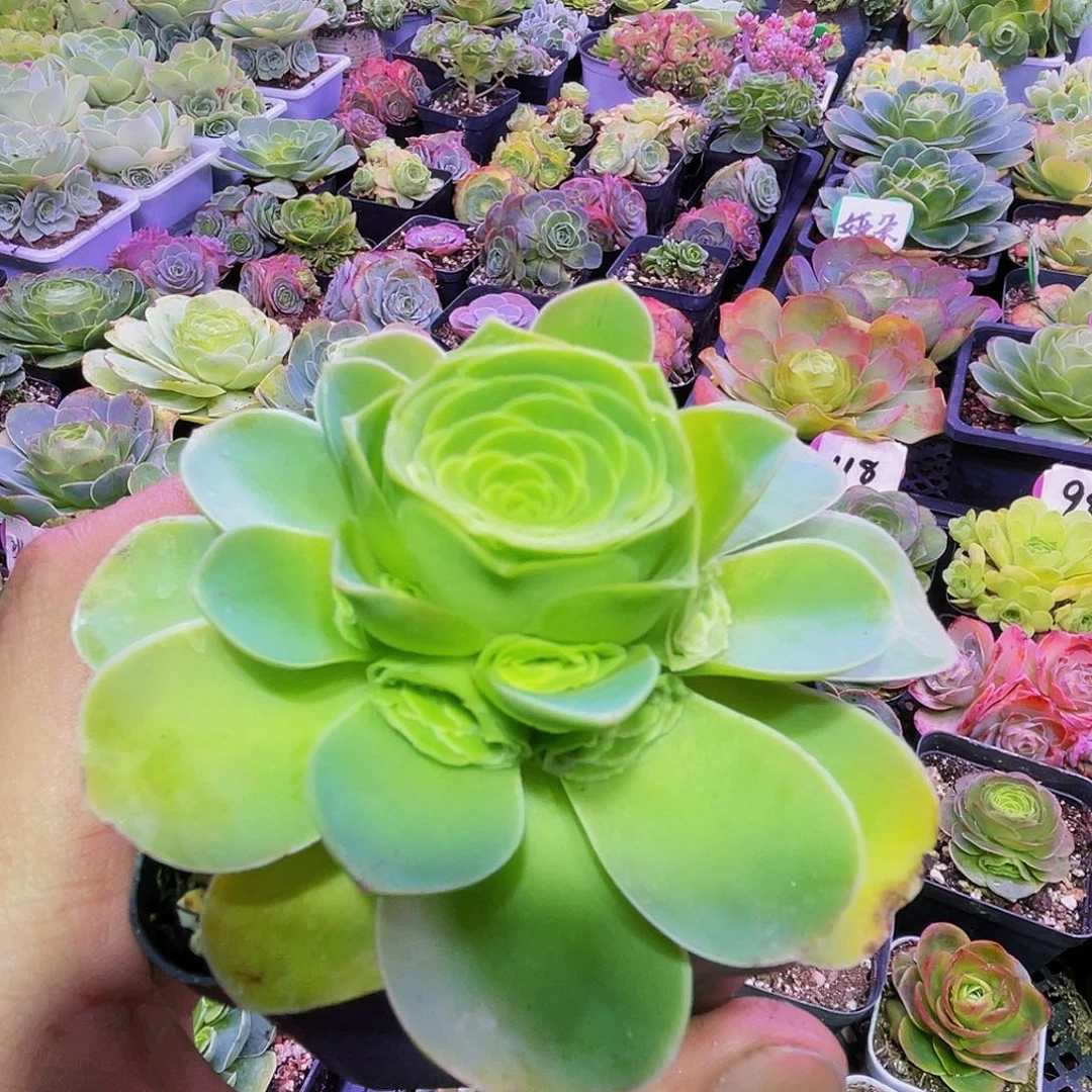 娅朵 非偏远包邮 多肉