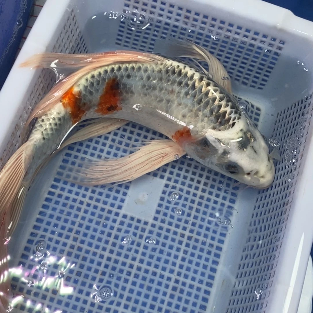 锦鲤冷水锦鲤包邮
