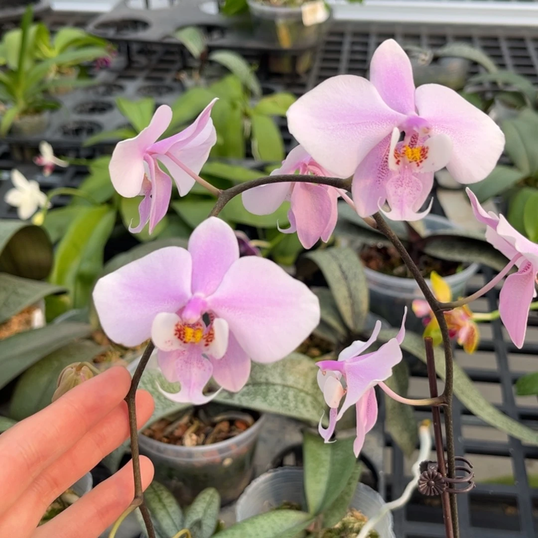 完全开放2.5寸麦当娜开花株