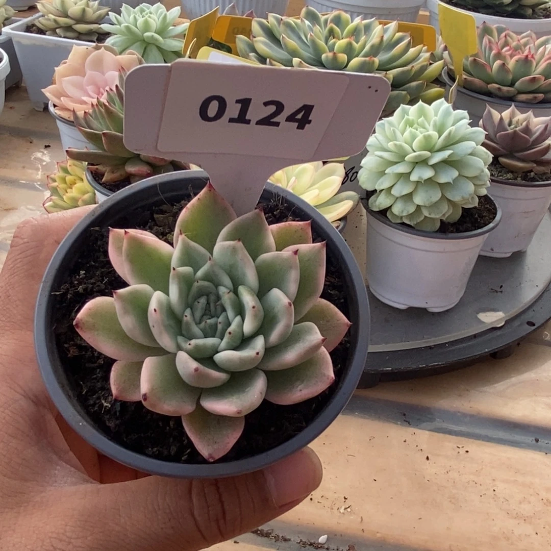 0124东元杂哈哈哈哈