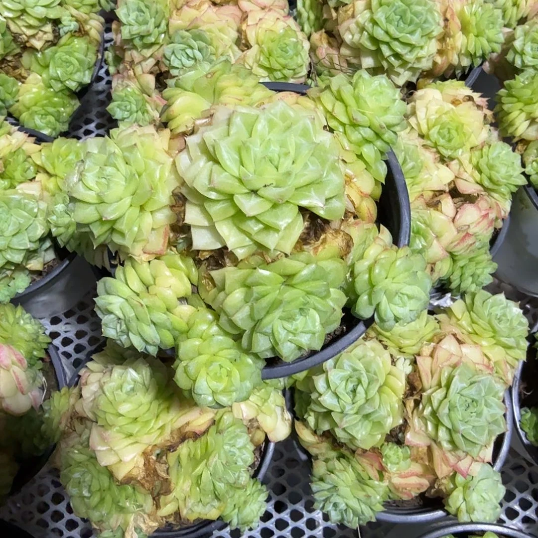 白天鹅多肉植物精品