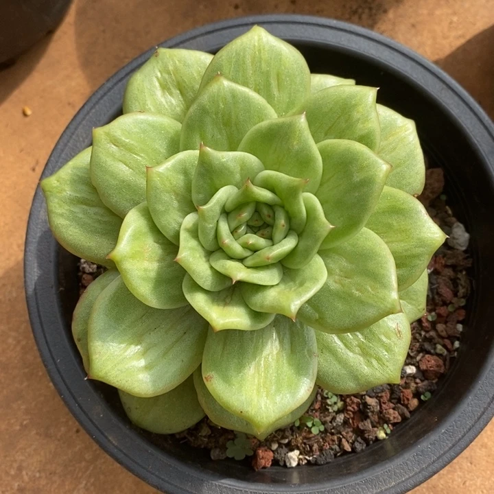 D344- 有伤福利 蔷薇